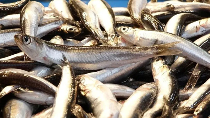 Hamsi avcılığı dibe vurdu, fiyatı 6 kat arttı