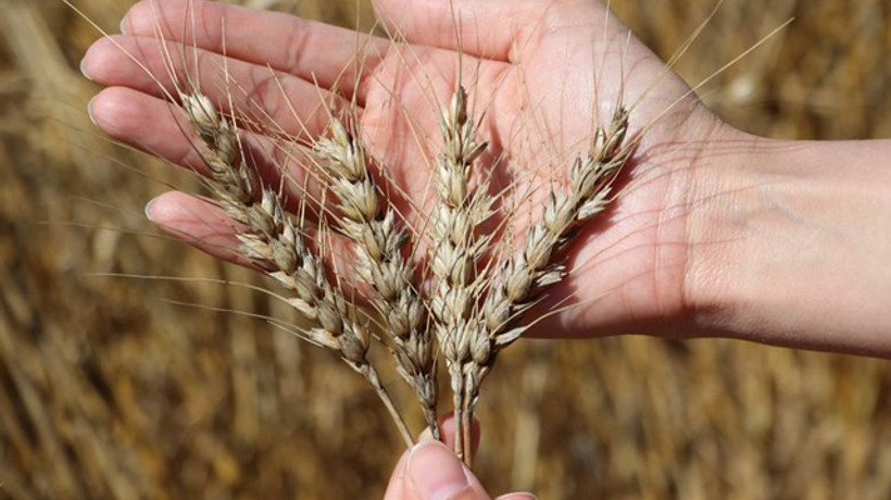 Buğday fiyatlarında 13.5 yılın zirvesi