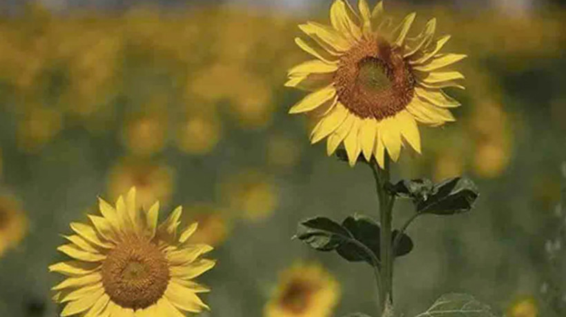Yağlı tohumlu bitki üretimine hibe desteği