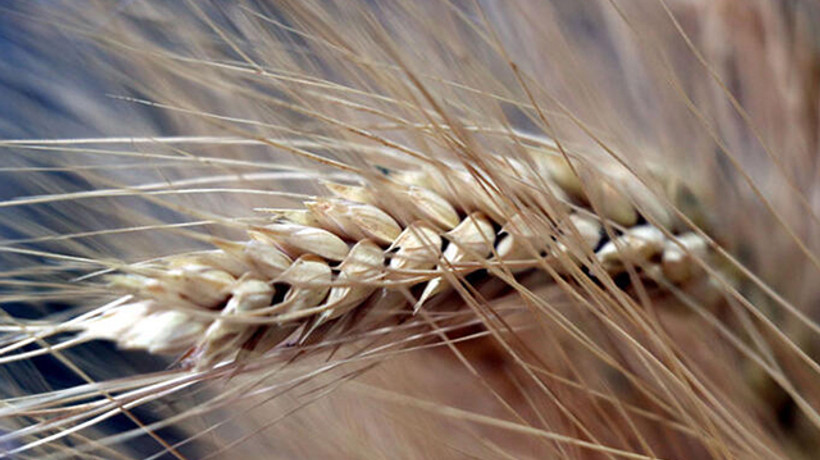 Hububat ihracatı yüzde 52,7 arttı; Küba’ya rekor ihracat