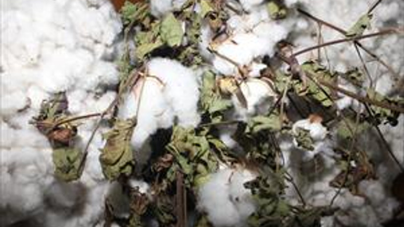 Çukurova’da sezonun ilk kütlü pamuğu 100 TL'ye satıldı