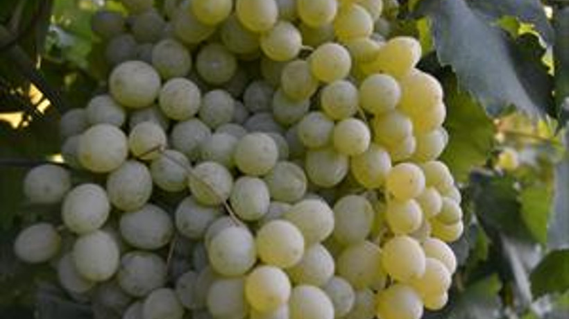 Saruhanlı'da üzüm hasadı 20 Ağustos'ta başlıyor