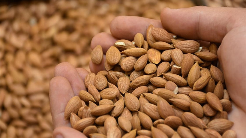 Kayısı çekirdeği ihracatından ilk çeyrekte 5,2 milyon dolarlık gelir