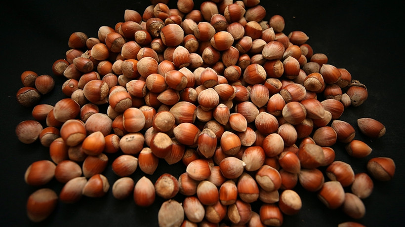 Türkiye fındık ihracatından 1,6 milyar dolar kazandı