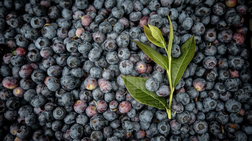 Tropikal meyve ihracatı 7 milyon dolara ulaştı