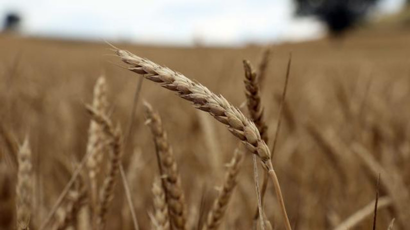Tarım sektöründen rekor ihracat