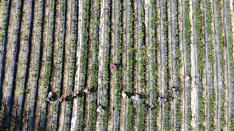 Bitkisel üretim desteklemelerinin uygulama esasları düzenlendi