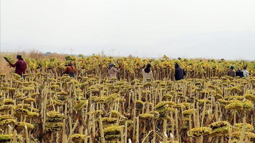 Tarım işçilerinin günlük ücreti arttı