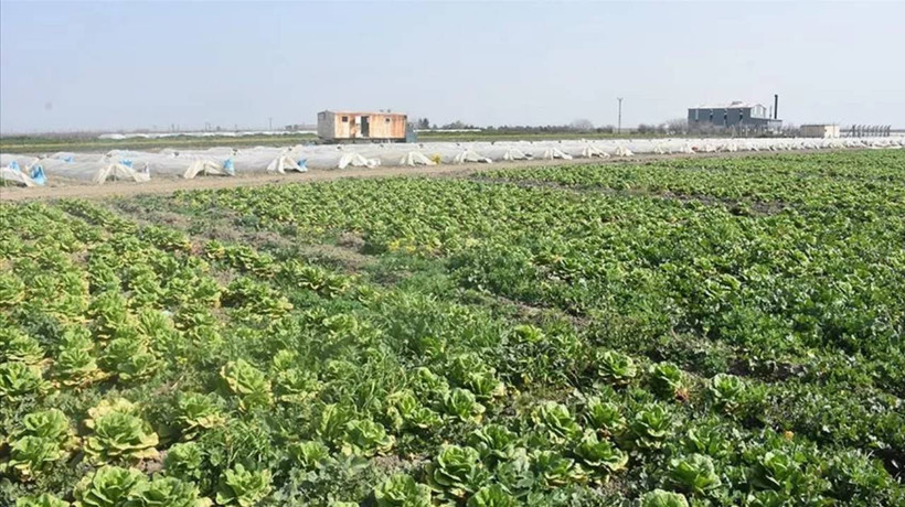 Deprem bölgesinde ürünler tarlada kaldı: 'Satın alın' çağrısı geldi