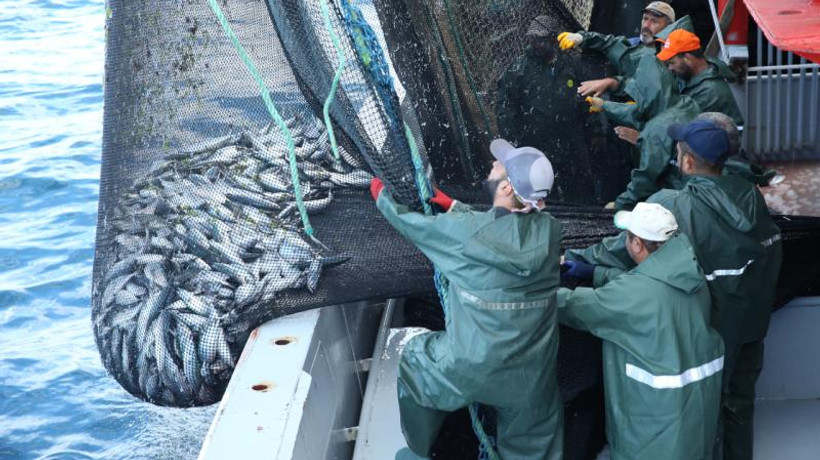 Balıkçılar bu sezon 'palamudu' bol 'hamsiyi' az buldu