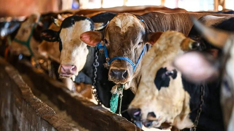 Kurbanlık fiyatlarında büyük artış