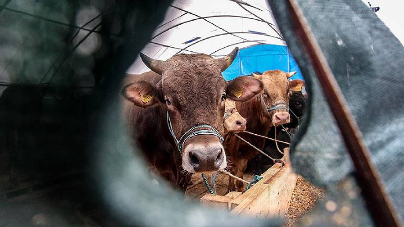 Kurbanlıklara 69,3 milyar lira ödenecek