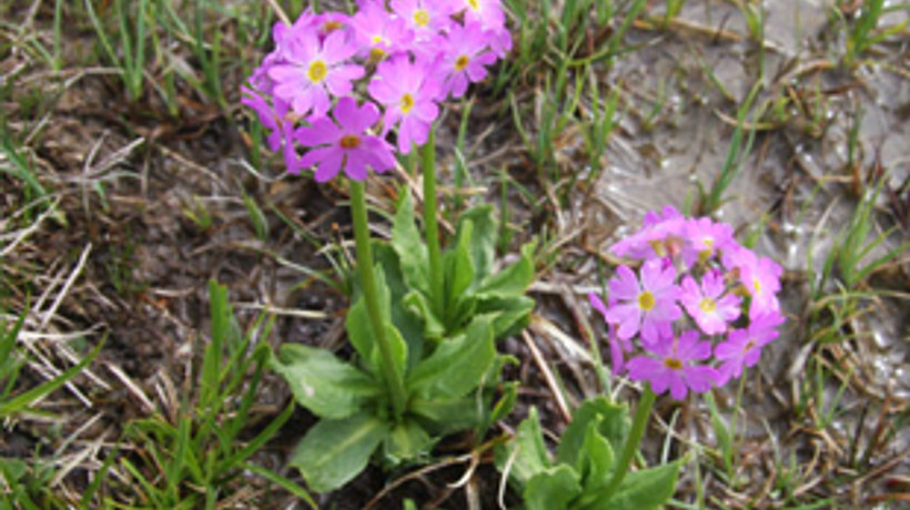 Yüzde 36 milyon kazandıran bitki!