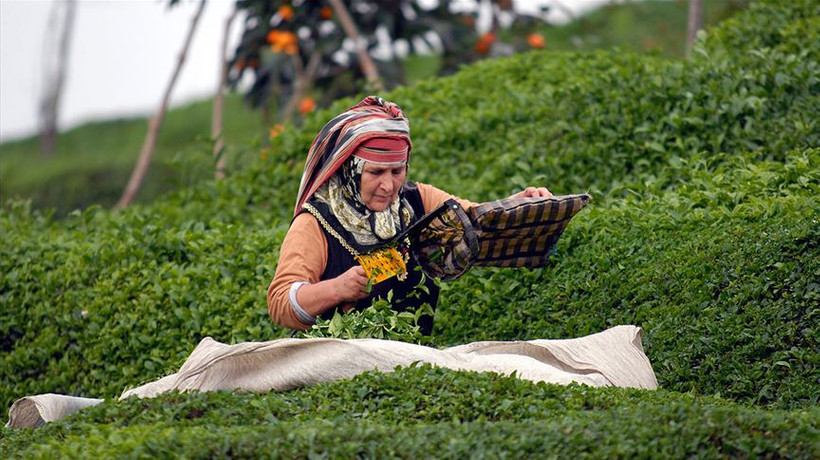 Çay üreticilerine alım ödemeleri yarın yapılacak
