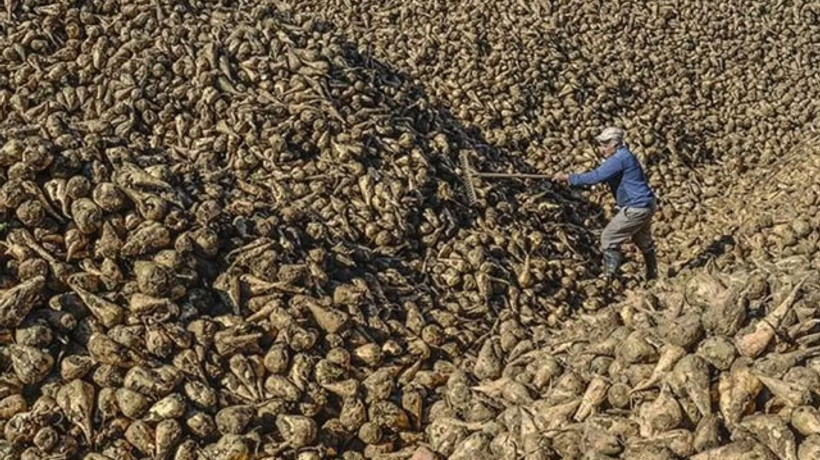 Şeker pancarında nakliye krizi