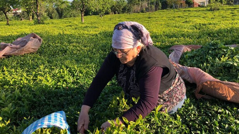 Çay ihracatında yüzde 23'lük artış