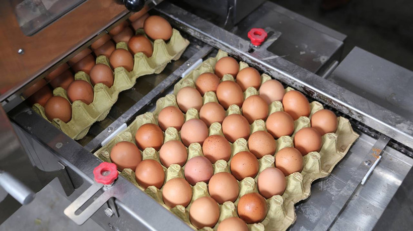 Yumurta üreticisi 12 firmaya “kartel” cezası istemi