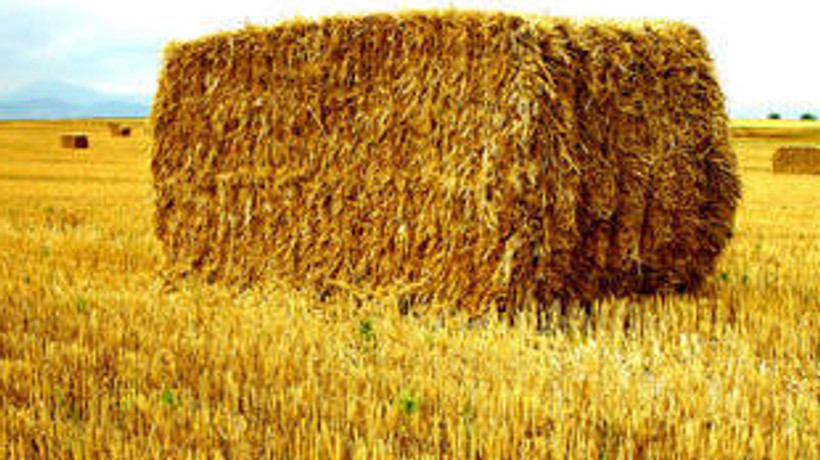 Samanı saklayan zengin oldu!