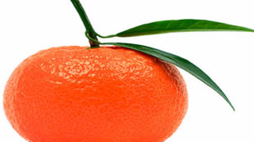 Dikkat! Mandalinada tehlikeli haşarat var