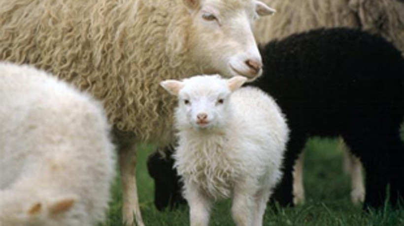 Hayvancılığa 'sıfır faiz' dopingi!