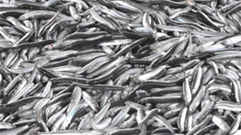 Hamsi fiyatı tavan yapacak!