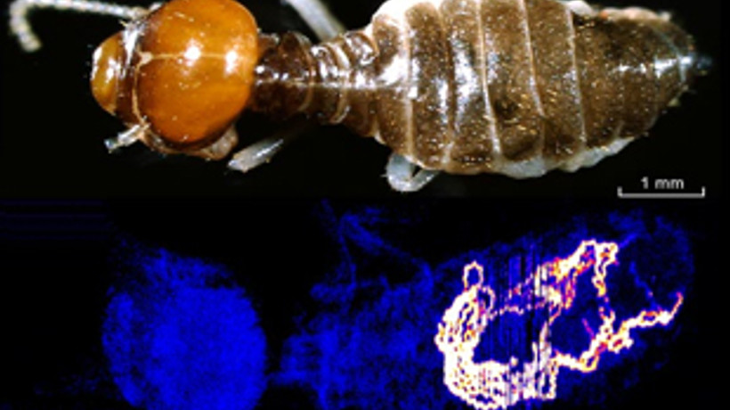 Altın avcısı karıncalar bulundu!