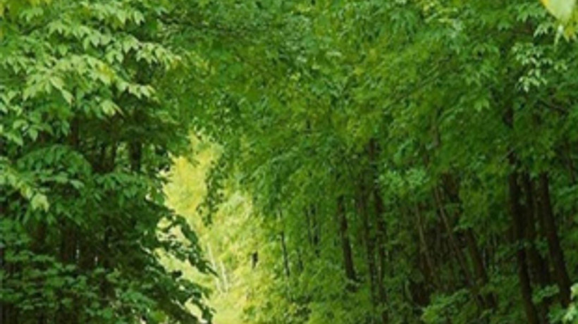 Milli park ve ormanlarda petrol aranacak