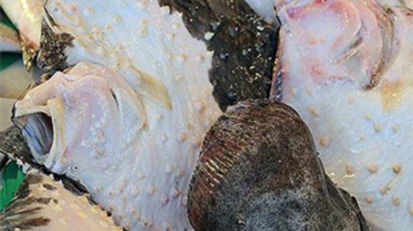 Bu balık altın değerinde