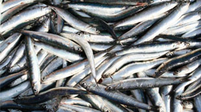 Balık bollaştı, fiyatlar düştü