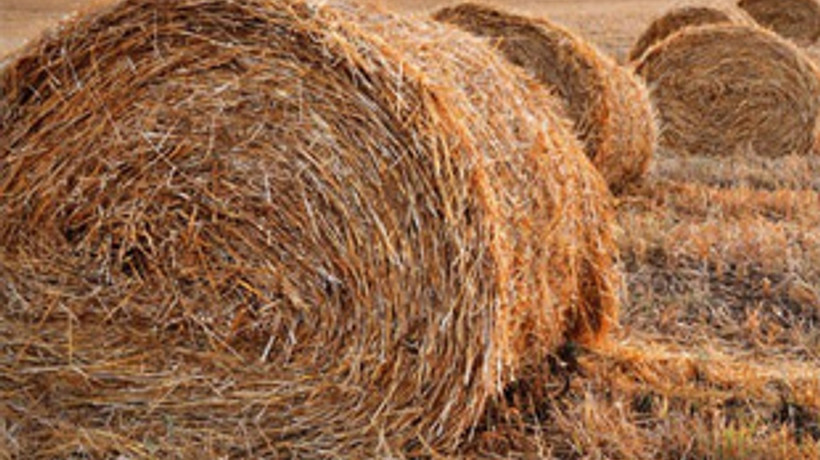 10 bin ton saman ithal edilecek!