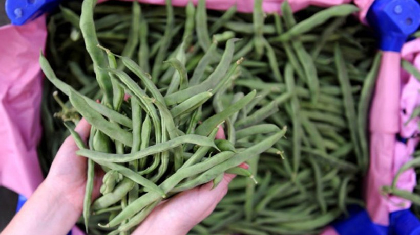 Karlı havanın etkisiyle taze fasulyenin fiyatı 20 lirayı aştı