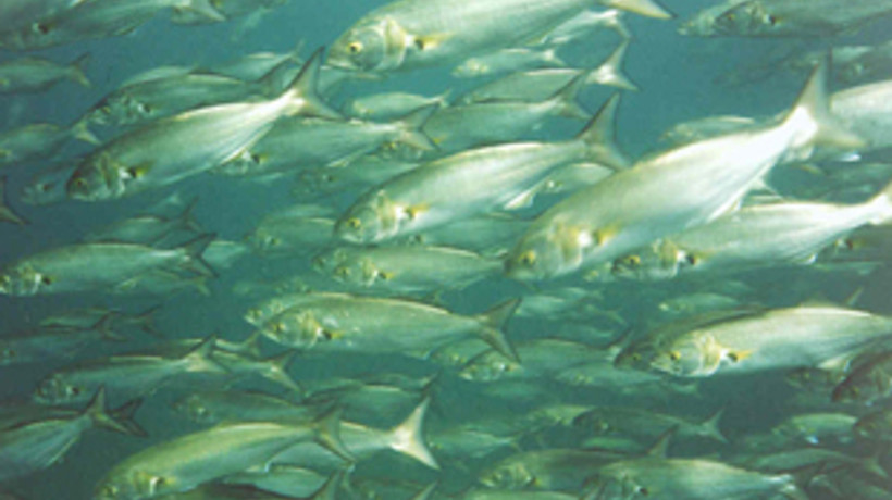 Lüferle köşe kapmaca!