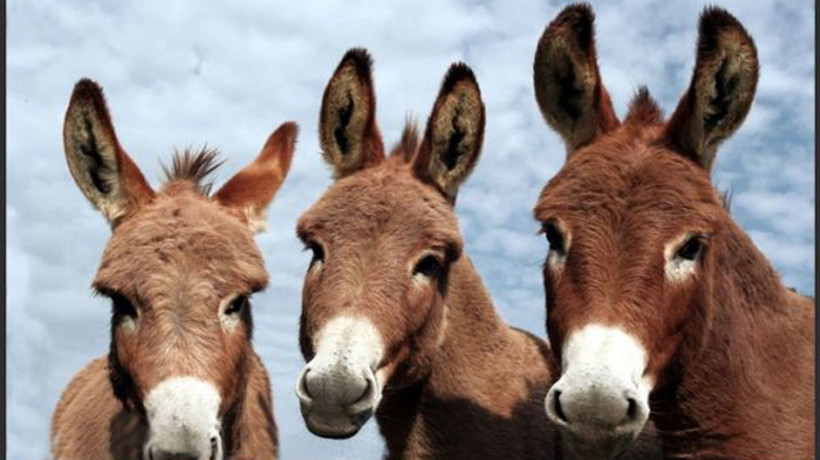 "Eşek sütü" altın değerinde