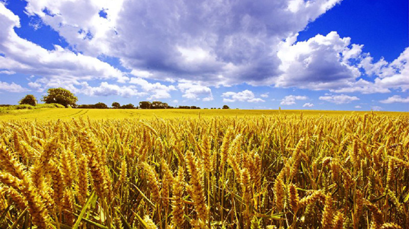 Söke Un'u İngilizler satın aldı