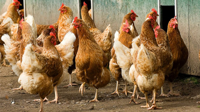 Kanatlı sektöründe ILT korkusu