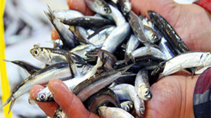 Hamsi fiyatlarını çinekop yükseltti