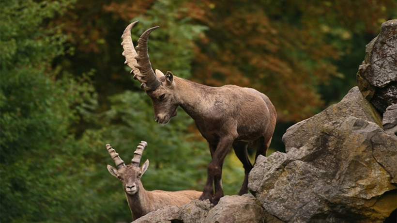 Keçi başı 18 bin TL verdiler
