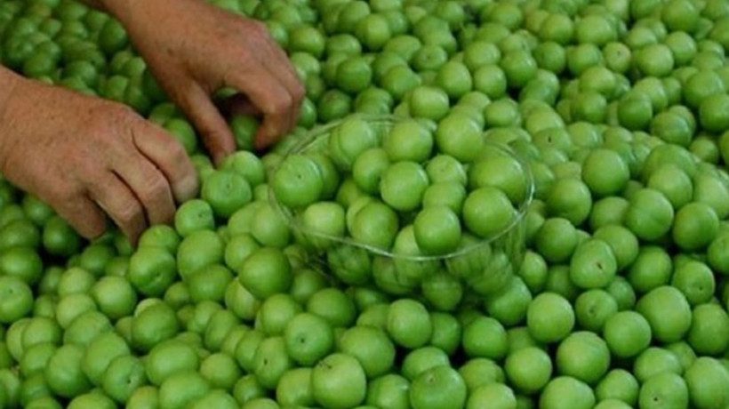 Erik üretiminde yüzde 80 düşüş