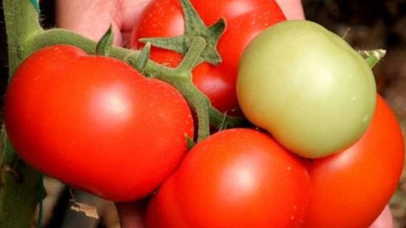 Domatesin kasası 2 TL'ye düştü