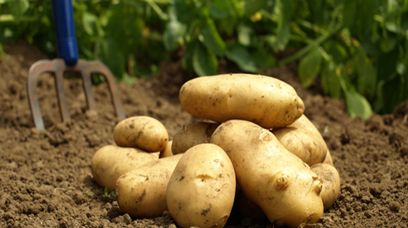 Patates fiyatları yeniden yükselişe geçti