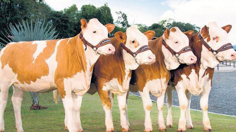 Zamları 200 bin hayvan durdurur!