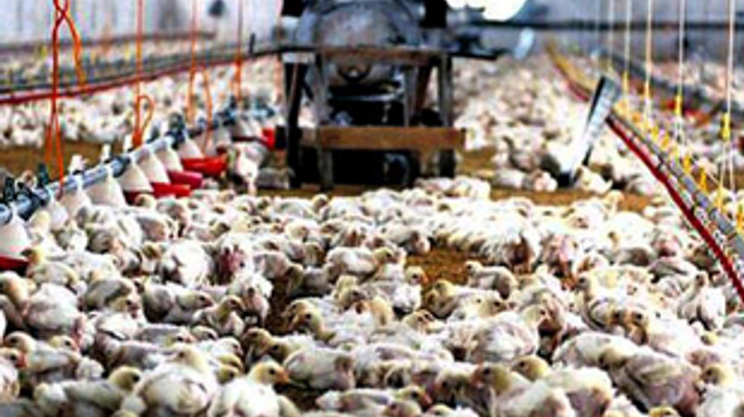 Devlet tavukçuya 350 milyon lira borçlu