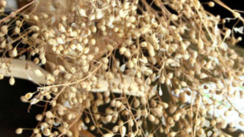 Türkiye'yi uçuracak bitki!