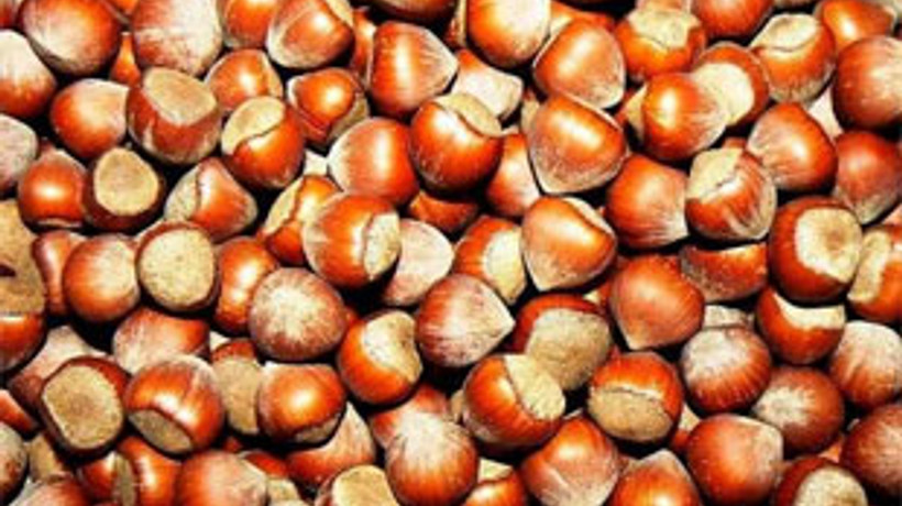 Kabuklu tombul fındık fiyatları açıklandı