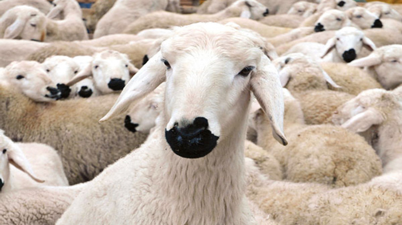 Kurbanlık alacaklara önemli uyarı