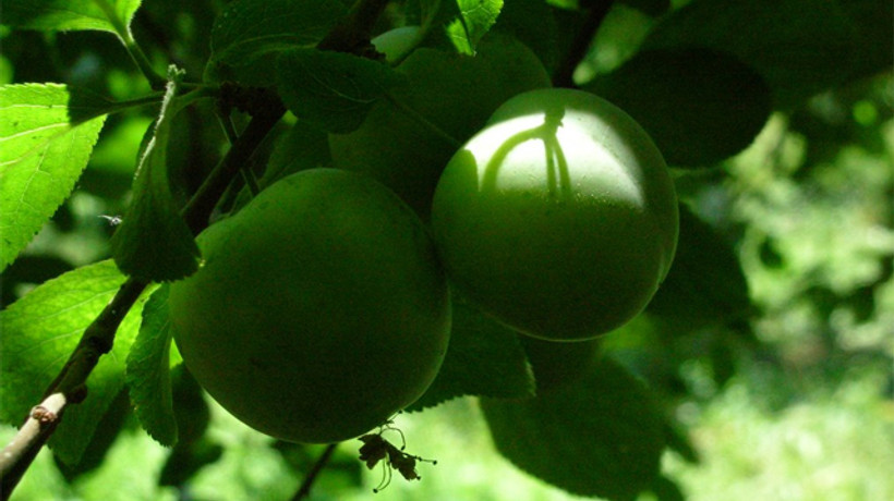 Erik fiyatları çeyrek altınla yarışıyor!