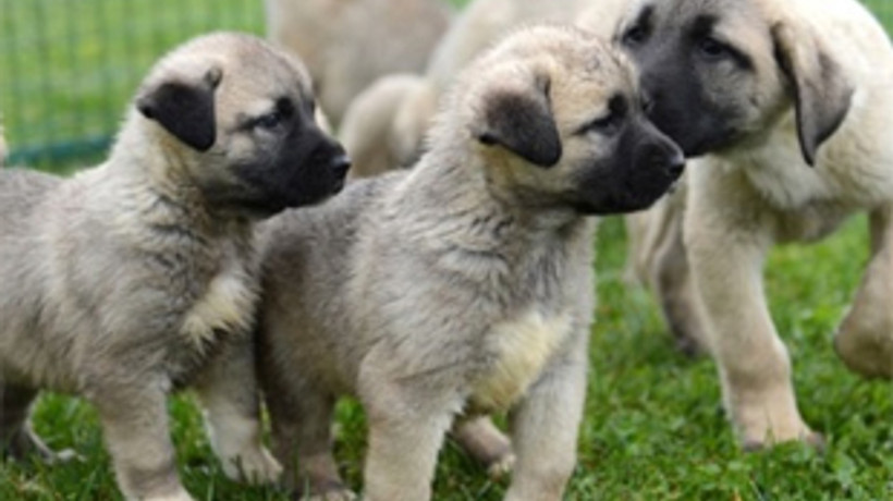 Kangalın yavrusu 1200 TL