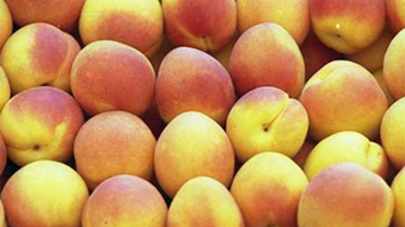 Kayısı 70 liradan alıcı buldu