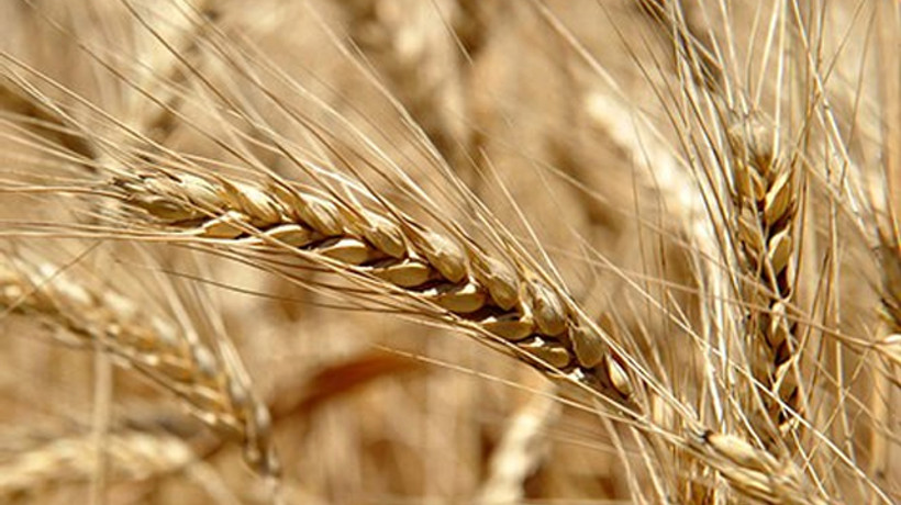 Tarım destekleri yüzde 20 arttı