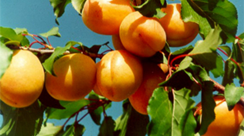 Kayısı üretimini soğuk hava vurdu